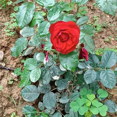 Casa vacanze Pyramid House Visoko